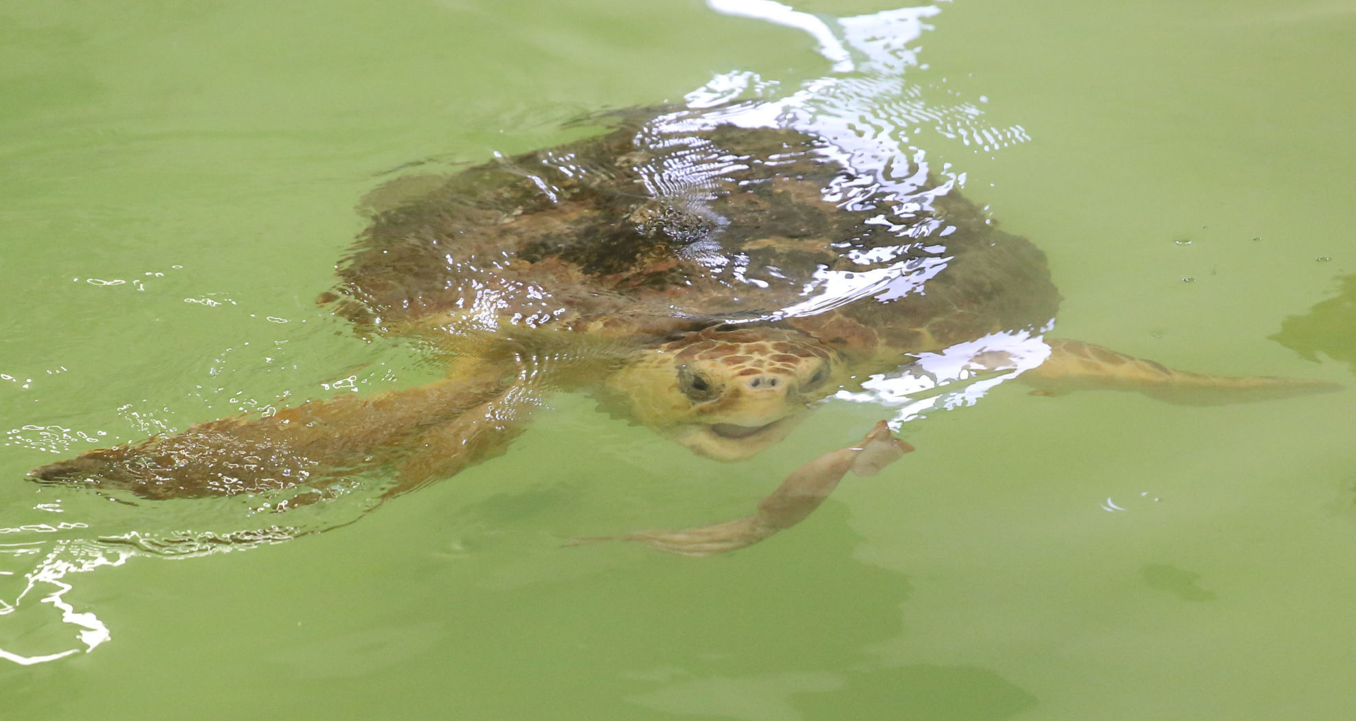Loggerheads